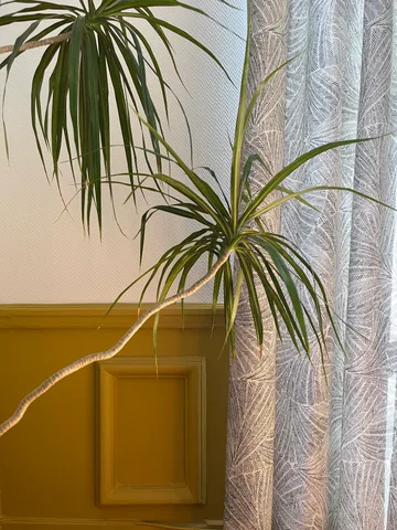 Et si la couleur révélait tout le charme d'un appartement haussmannien ?, photo 4